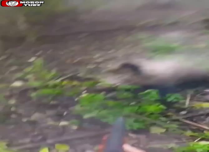 Video :A wild boar is shot by a hunter just before it attacks him